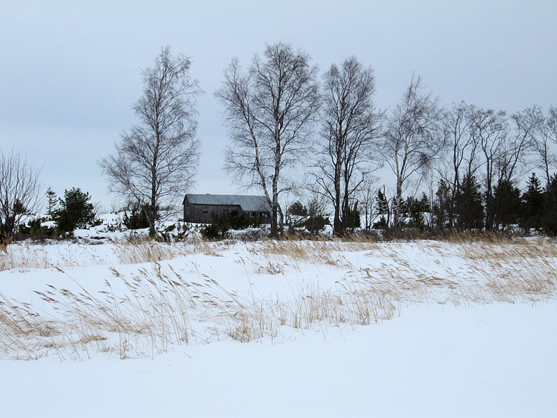 Koivut ja kämppä Koivut ja kämppä