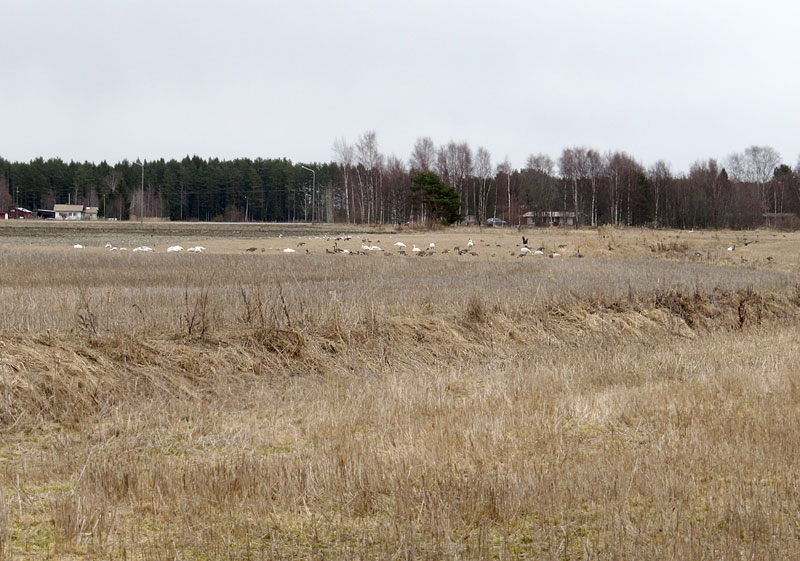 Joutsenia, metsähanhia ja lumihanhi Joutsenia, metsähanhia ja lumihanhi