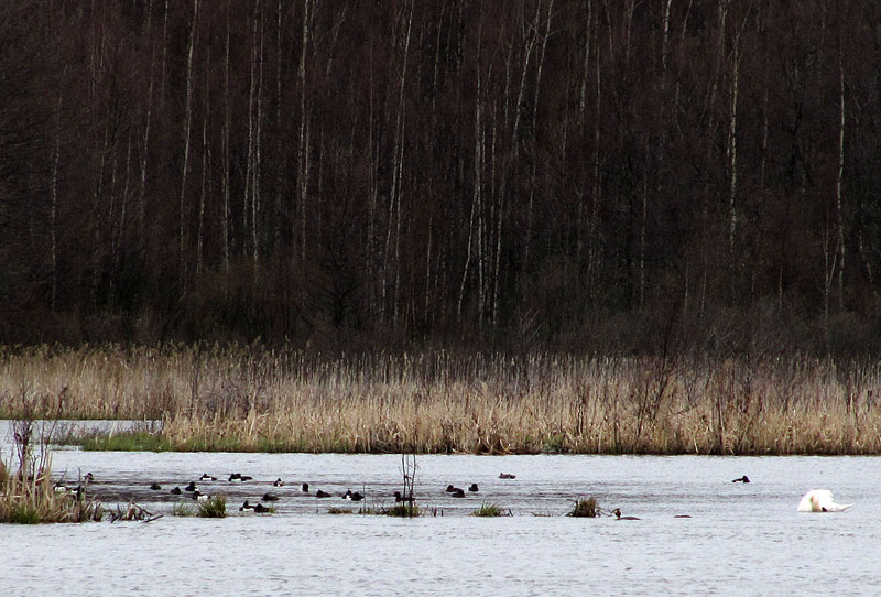Tukkasotkia