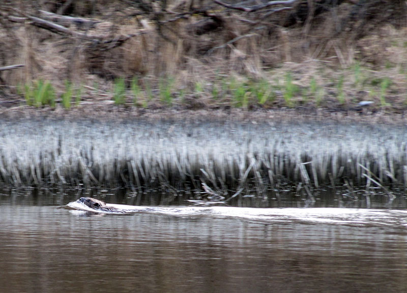 Majava Majava
