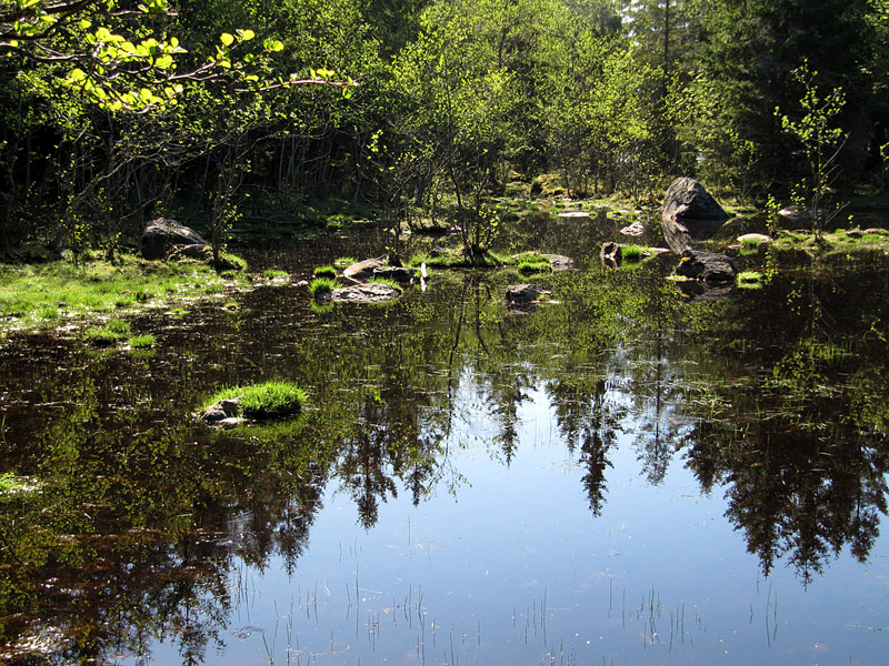 Metsälampi Metsälampi