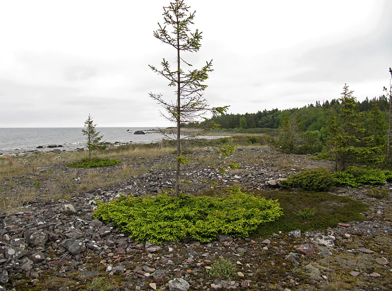 Saaristokuusi