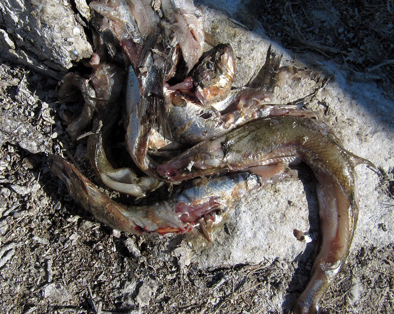 Saaliskaloja