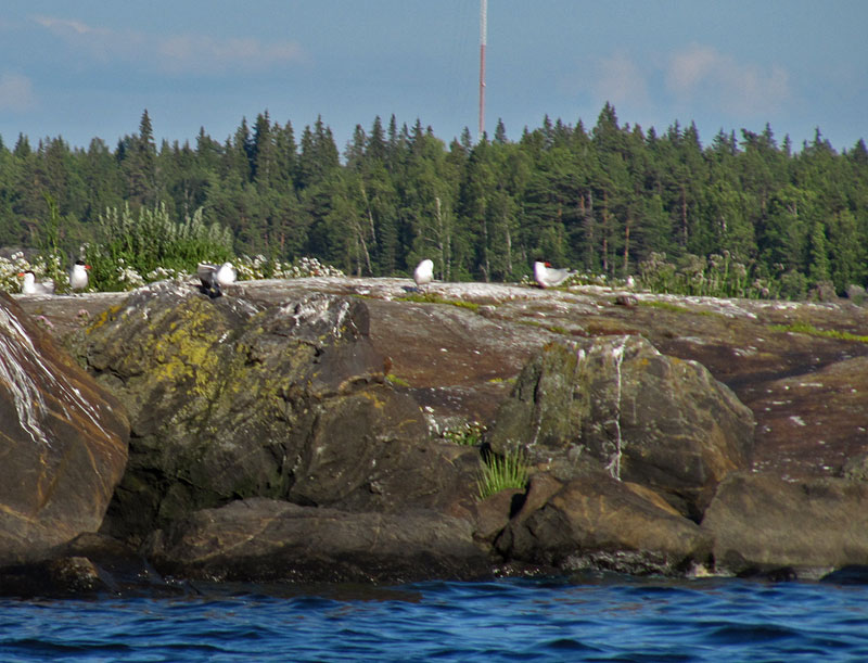 Räyskät pesäluodolla Räyskät pesäluodolla