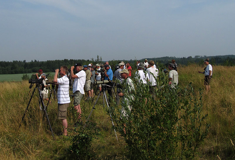 Bongareita Bongareita
