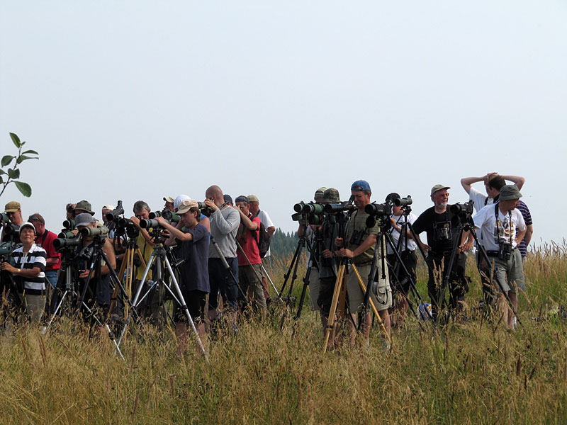 Bongareita Bongareita