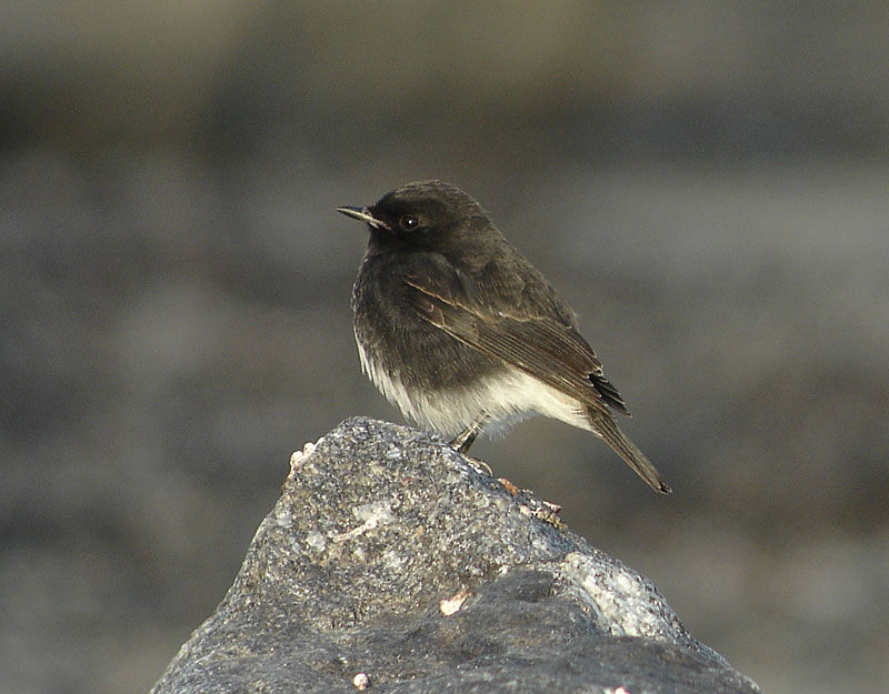 Nokitasku, (C) Harry Lilllandt