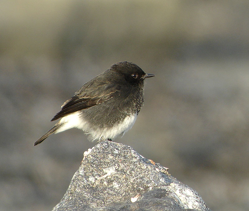 Nokitasku, (C) Harry Lilllandt