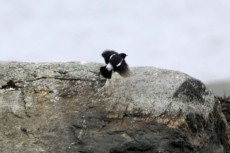 Nokitasku, (C) Pekka Komi