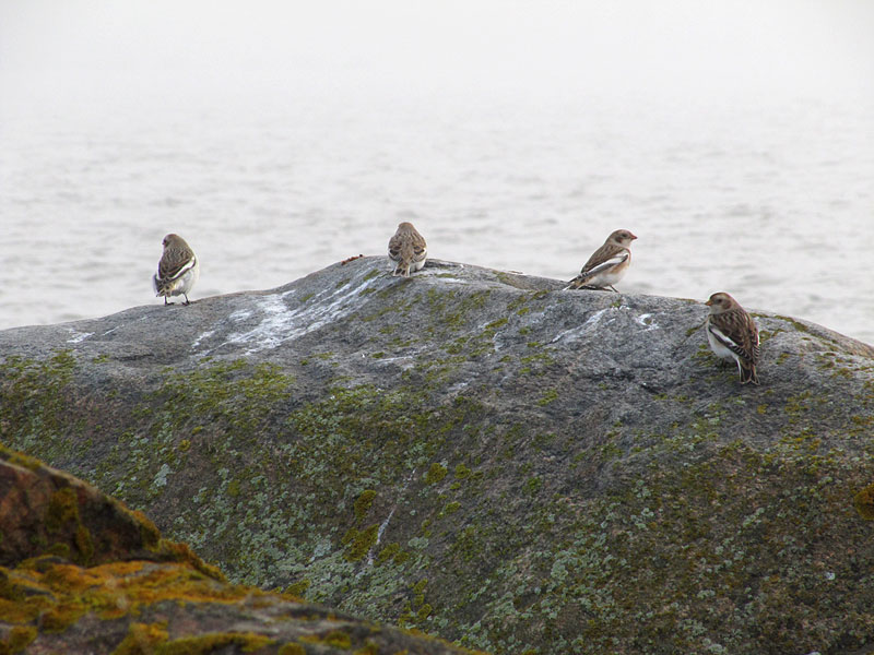 Pulmusia kivellä Pulmusia kivellä