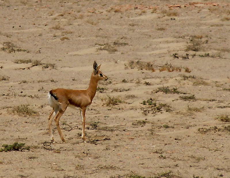 Antilooppi sp.