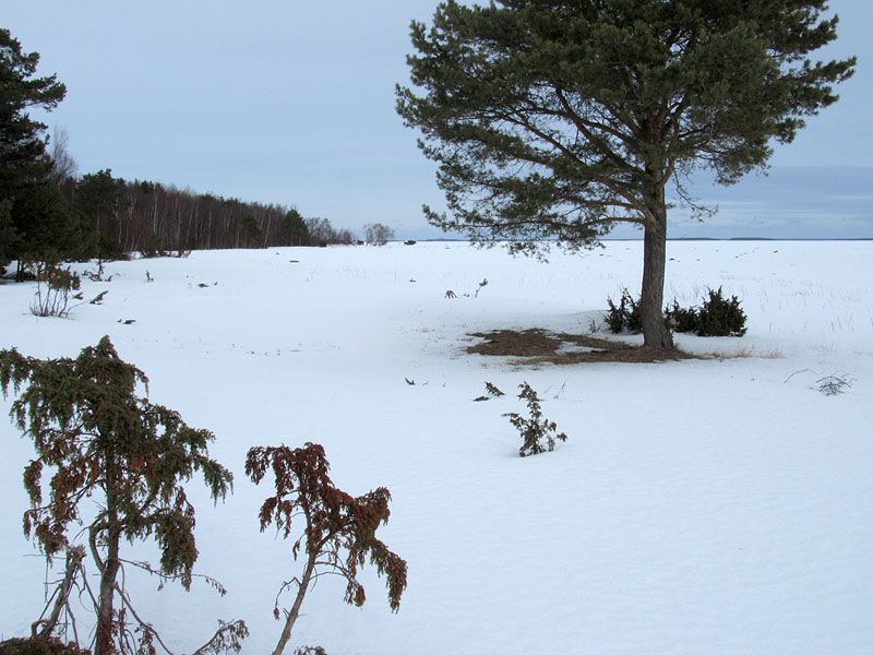Knaperin m&auml;nty ja p&auml;lvi