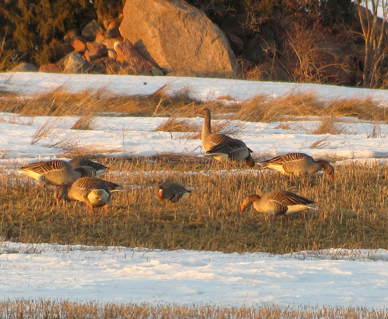 Tundra- ja merihanhia Tundra- ja merihanhia