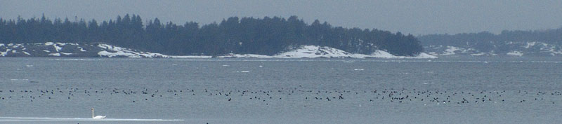 Tukkasotkia Möckelö Tukkasotkia Möckelö