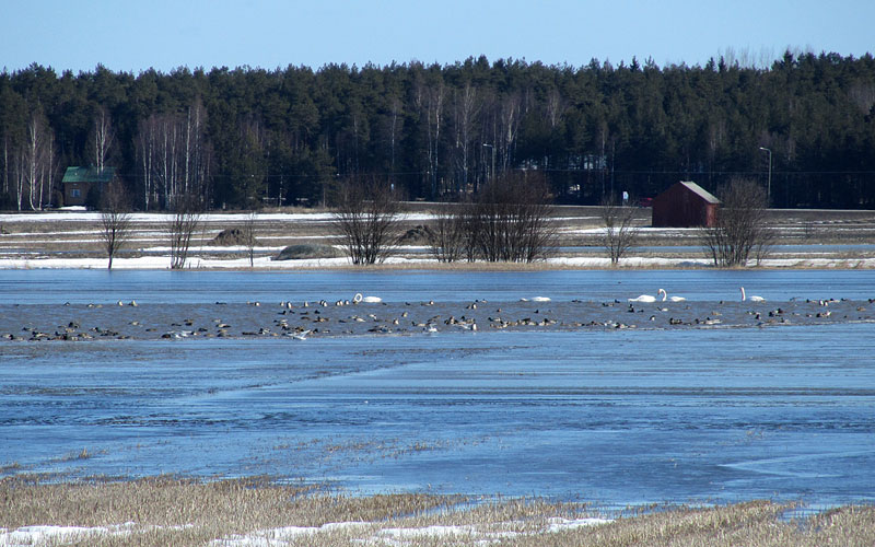 Hein&auml;sorsia, laulujoutsenia