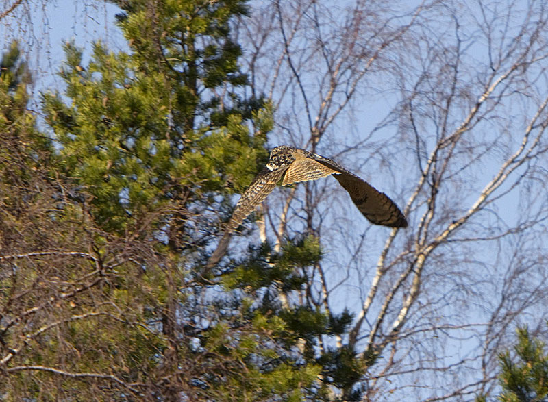 Huuhkaja