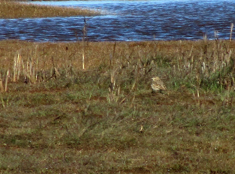 Lyhytvarvaskiuru Lyhytvarvaskiuru