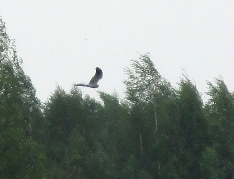 Niittysuohaukka, koiras Niittysuohaukka, koiras