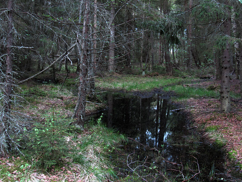 Lietteiden polkun lammikko Lietteiden polkun lammikko