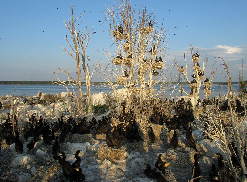 Huidumi