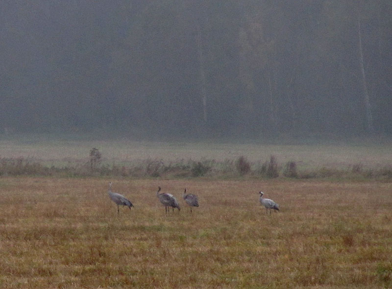 Kurkia Kurkia