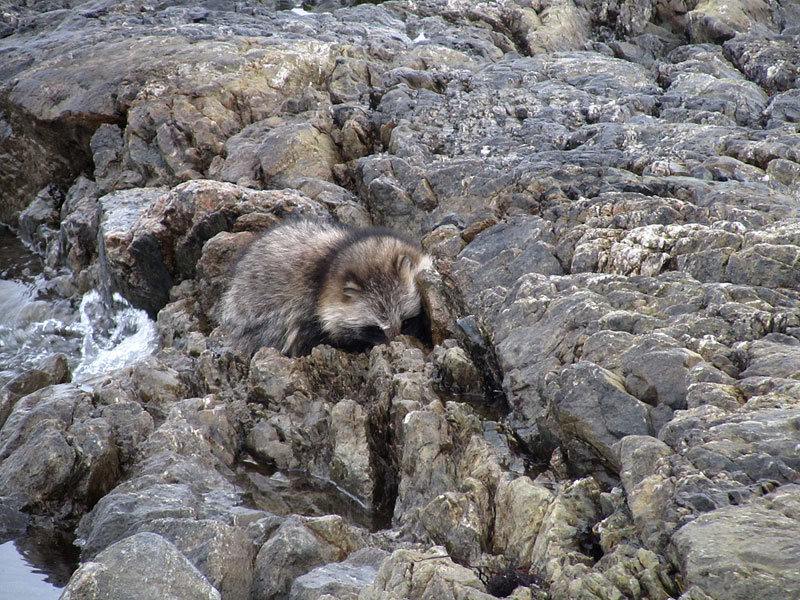 Supikoira Supikoira