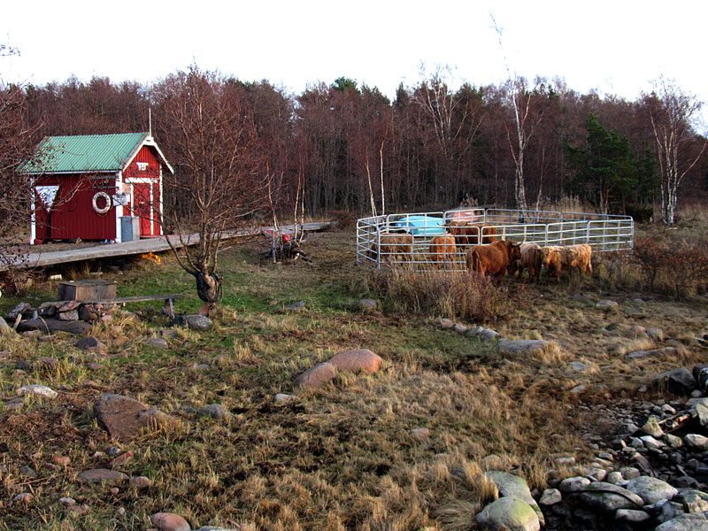 Yl&auml;maankarjaa aitauksessa