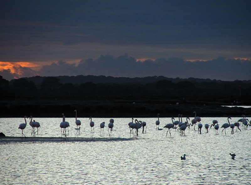 Flamingoja auringonlaskussa Flamingoja auringonlaskussa