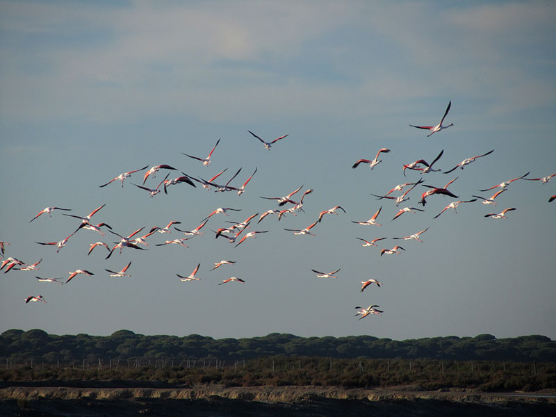 Flamingoja Flamingoja