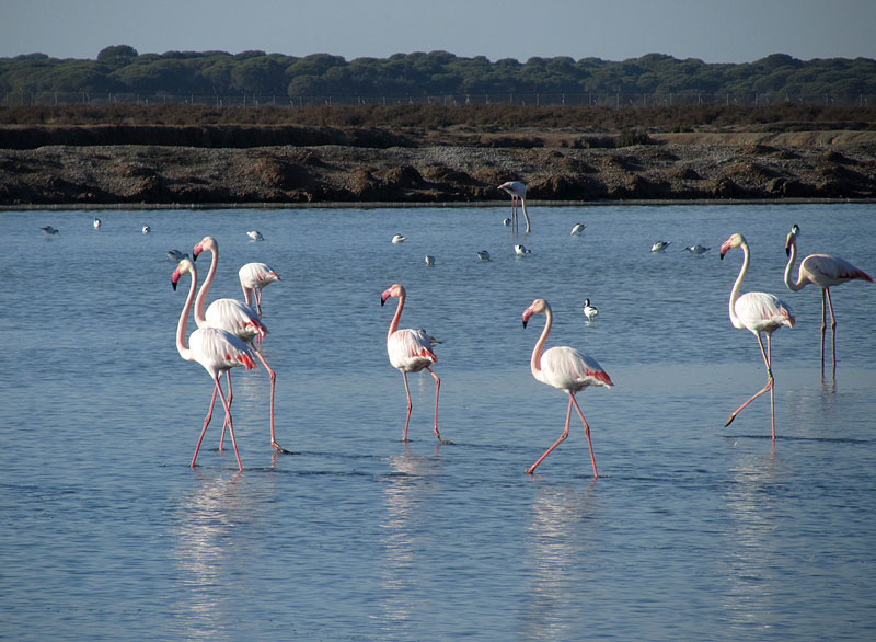 Flamingoja Flamingoja