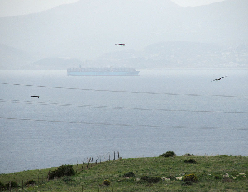 Haarahaukkoja - Milvus migrans