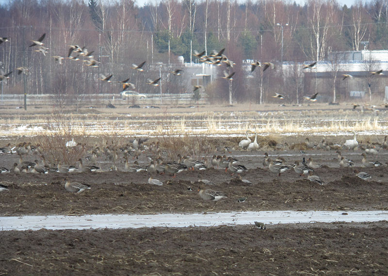 Vainiola, lyhytnokkahanhia