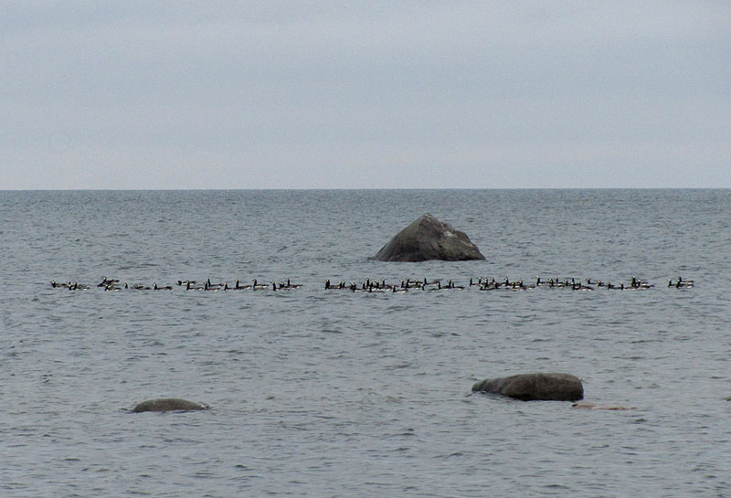 Valkoposkihanhia Valkoposkihanhia