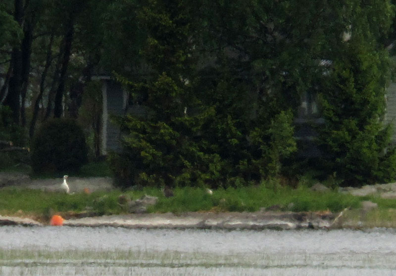 Valkoinen "hanhi"