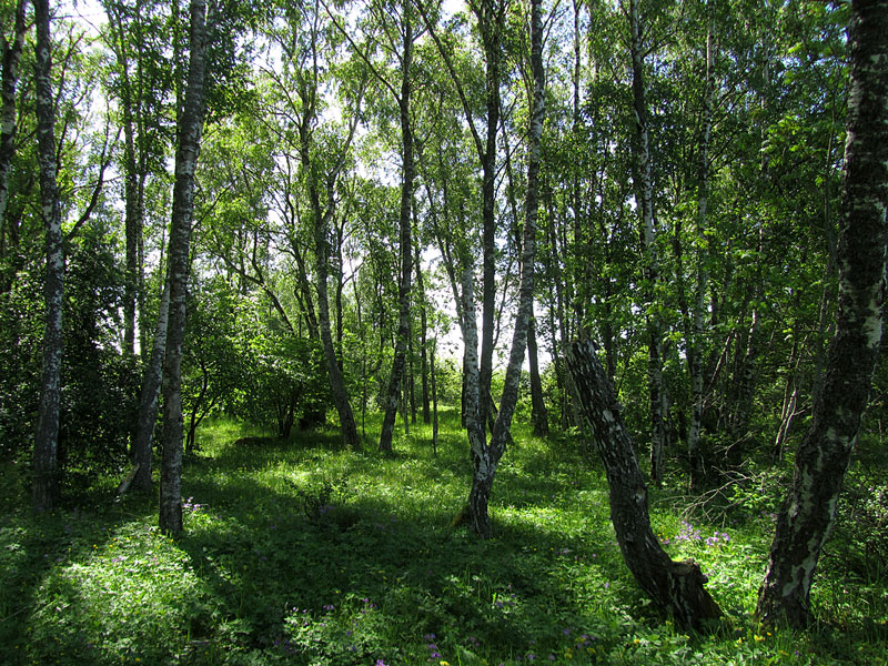 Herr&ouml;skatanin k&auml;rkilehto