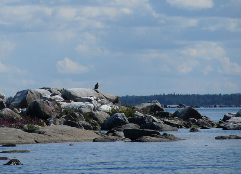 Merikotka, T