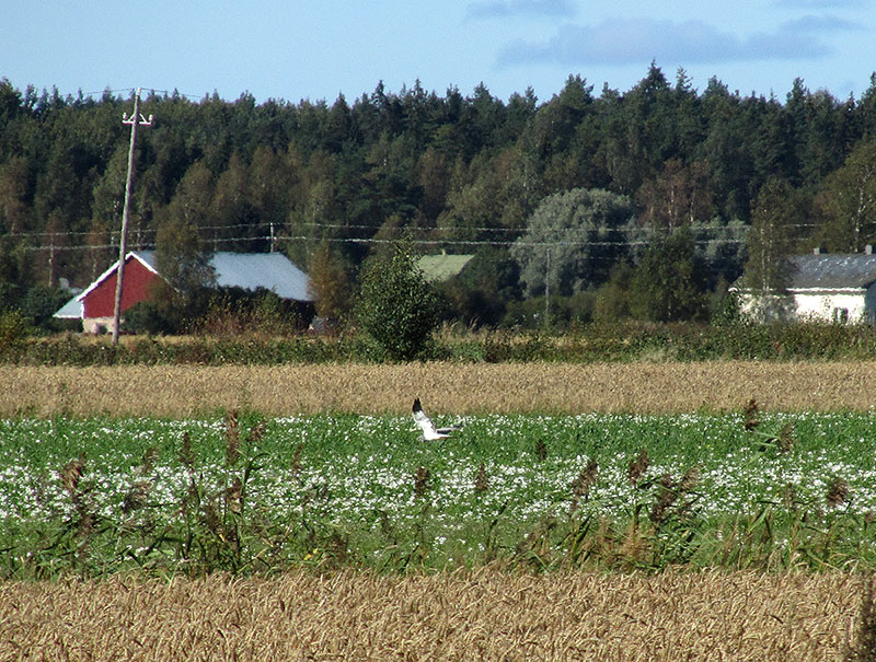 Sinisuohaukka