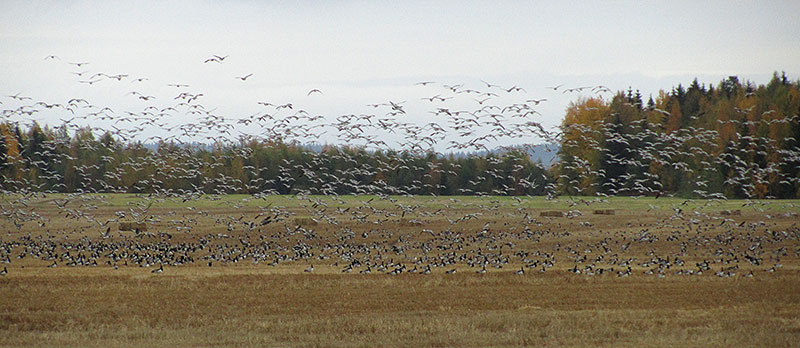 Valkoposkihahia lennossa