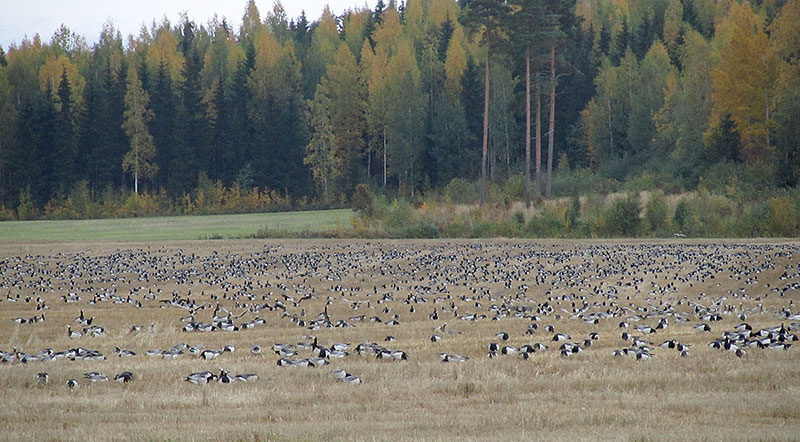 Valkoposkihahia pellossa
