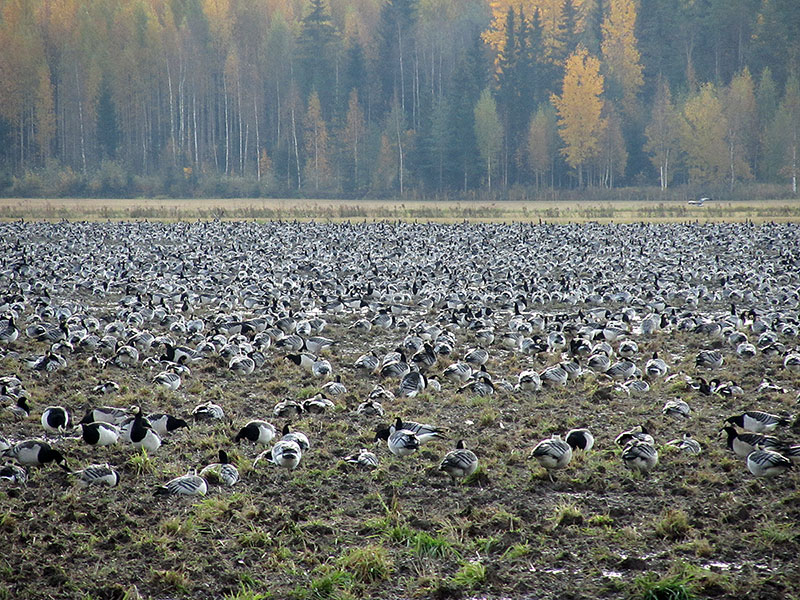 Valkoposkihanhia pellolla