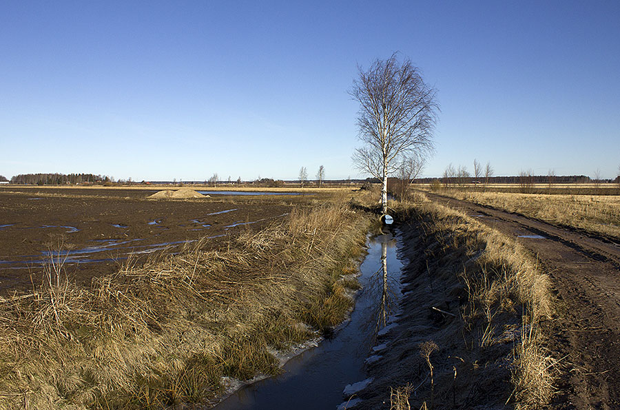 Koivu siltarummussa, Vainiola