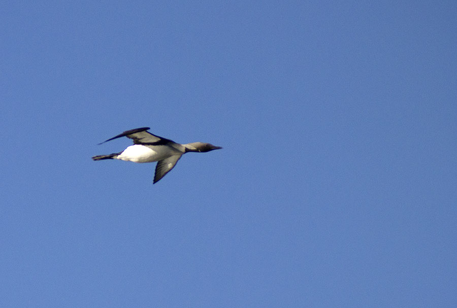 Kuikka