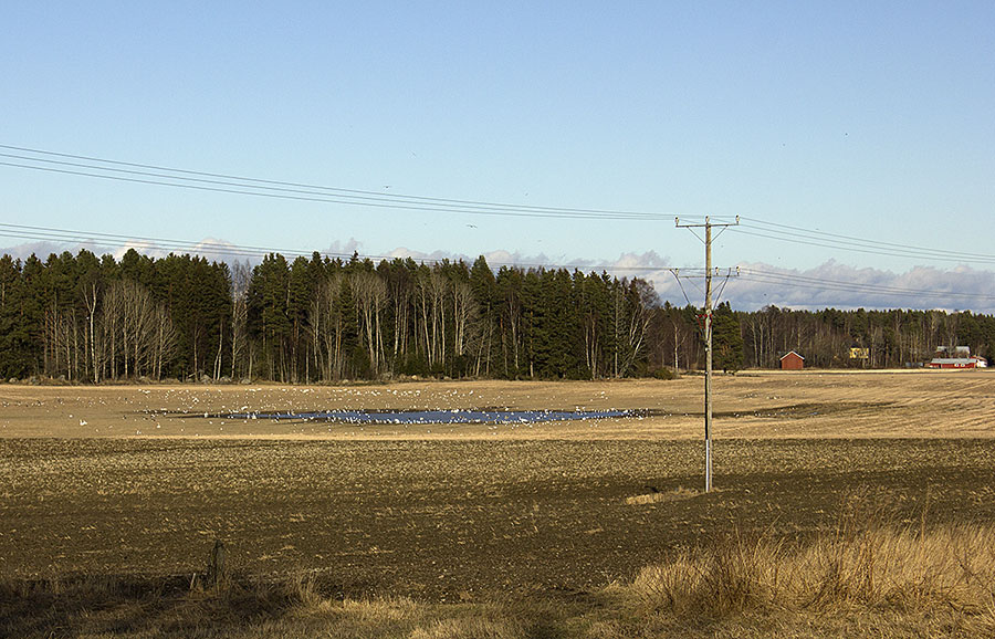 Vettä ja lintuja pellolla Vettä ja lintuja pellolla