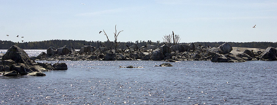 S - paljon pesi&auml;