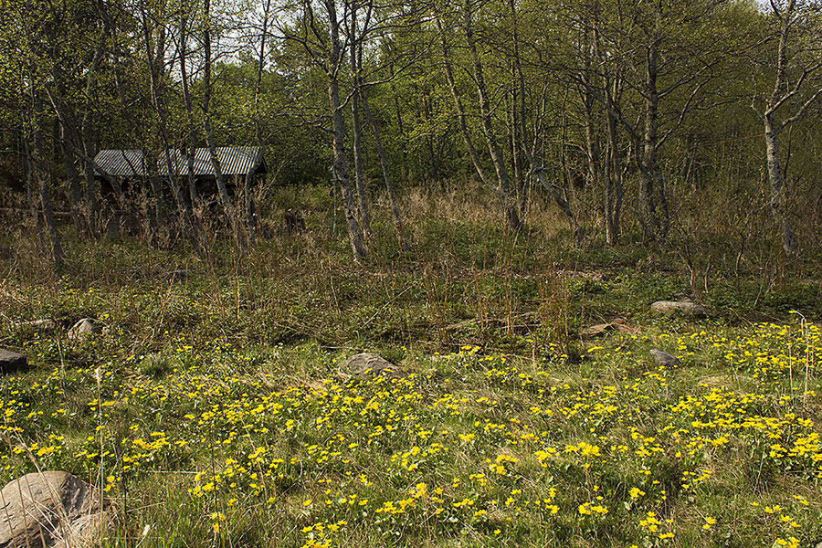 Kallioluodon sauna ja rentukat Kallioluodon sauna ja rentukat