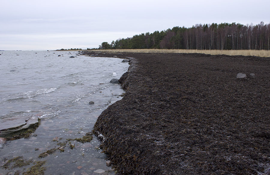 Säppi, Hanhisto ja haurut Säppi, Hanhisto ja haurut