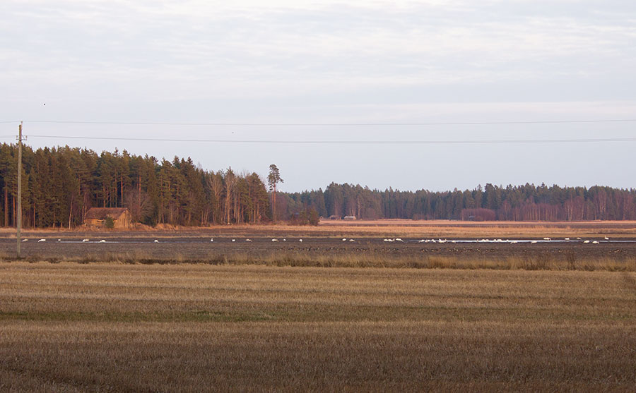 Laulujoutsenia ja hanhia Laulujoutsenia ja hanhia