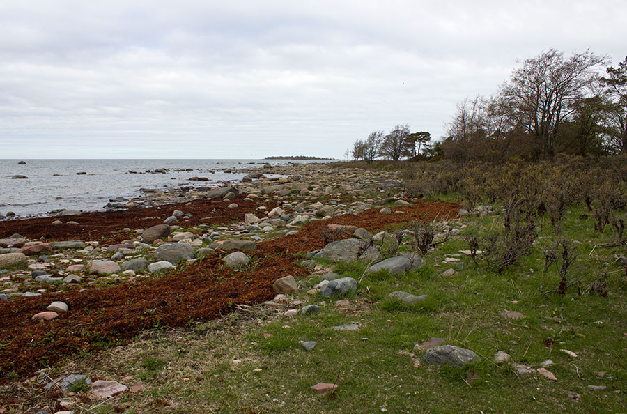 Kärki ja haurut Kärki ja haurut