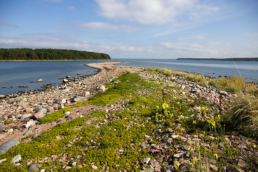 Puskurin itäriutta Puskurin itäriutta