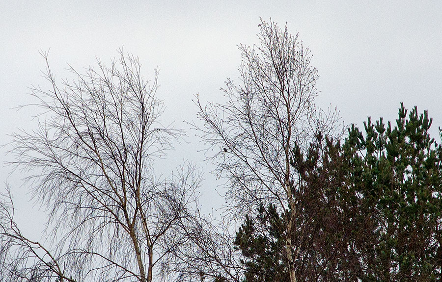 Taigakirvinen koivussa Taigakirvinen koivussa